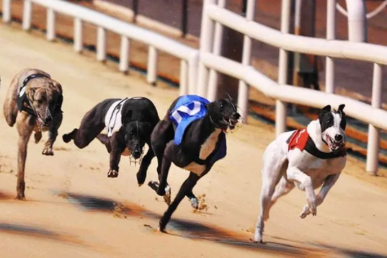 Game Nhanh Đua Chó Tại Vin68 Giúp Bạn Về Bờ An Toàn Thắng Lớn