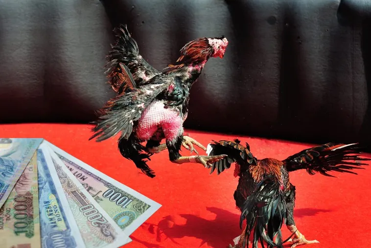 Đá Gà Sabong Tại Vin68 Cực Cuốn Hút Dành Cho Kê Thủ